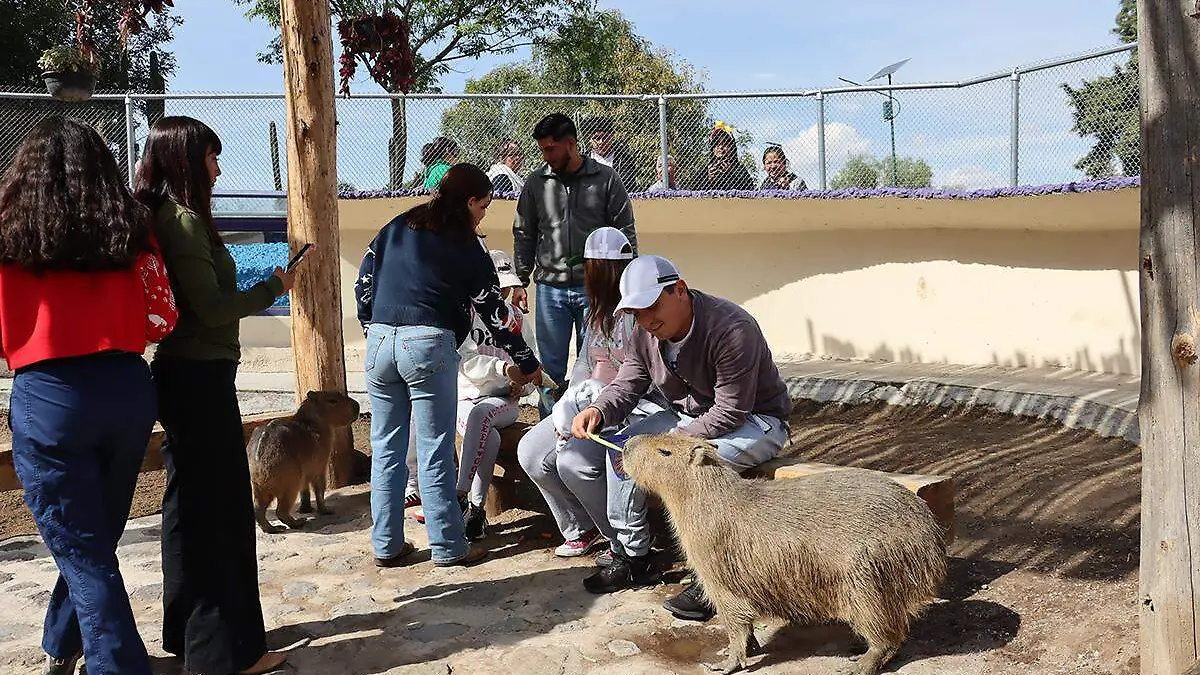 ZOOLOGICO NAVIDAD (4)